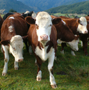 Cattle at Smiths Farm