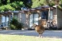 Rare North Island weka roam free around the park