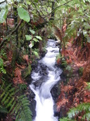 Te Wairoa Stream