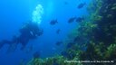 Diver exploring the Bay of Islands