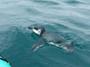 Paddle with Blue Penguins