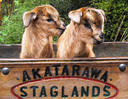 kid goats at Staglands