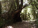 On-Site Walking Tracks to Quartz Mine & Glow Worm Waterfall