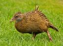 Inquisitive, Cheeky NZ Native Weka