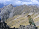 Kea on Avalanche Peak - Photo: Timothy Ensom