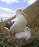 Northern royal albatross - Photo: Lyndon