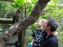 Get close to our native Kea at Nga Manu