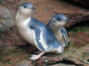 2 white flippered penguin chicks ready to go back at sea