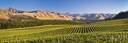 Beautiful Marlborough vineyard