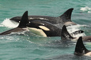 Marlborough Sounds wildlife