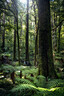 Whirinaki: NZ's finest forest with foris eco-tours