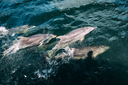 Go Orange, Doubtful Sound Dolphins