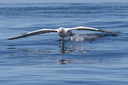 Southern Royal Albatross at sea