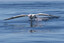 Southern Royal Albatross at sea