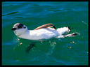 A little blue penguin at sea