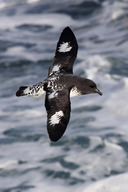 Cape Petrel at sea