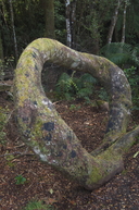 A loop root on the Coal Creek Track