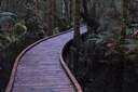 Boardwalks over the swamp forest