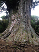 Massive totara