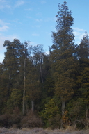 Kahikatea is NZs tallest native tree