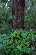 Fern gardens