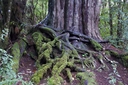 Gnarled old podocarps