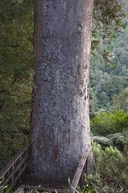 Large boled kauri