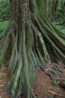 Fluted roots of kahikatea