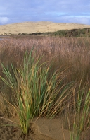 Dune plants on Te Paki Stream