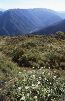 View from Mt Kuripapango