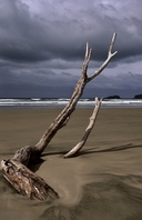 Driftwood by Cathedral Caves