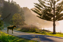 Horse on the road to the wharf