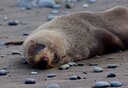 You'll likely meet a seal if you visit the beach