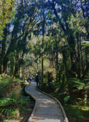 A boardwalk leads through some original coast forest