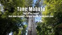 Tane Mahuta Giant Tree