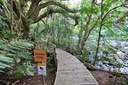 Native Bush Tracks