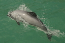 Hector's Dolphin