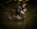 Pāpango (NZ Scaup)