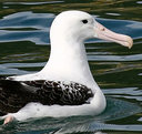 Northern Royal Albatross - An endangered species