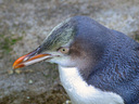 See the Yellow Eyed Penguin.