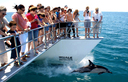 Up close and personal with the Hauraki Gulf locals