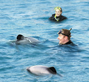 Up close with Hector's dolphins