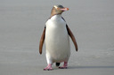 Yellow Eyed Penguin.