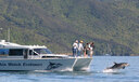 Scenic Wildlife Cruises in the Marlborough Sounds