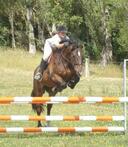 Lessons from basics to Dressage, Show Jumping & XC