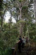 A Kauri Forest tour in the Puketi rain forest ..