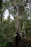 A Kauri Forest tour in the Puketi rain forest ..