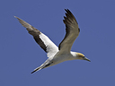 See the majestic gannets in flight ... 