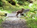 Small fawn along the tramlines on the way to Port Craig