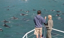 Photo session on the Dolphin Encounter tour 